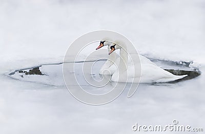 Couple of swans in the ice-hole Stock Photo