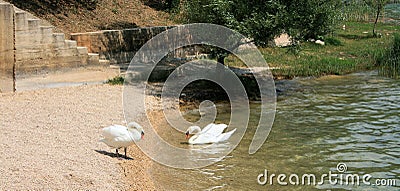 Couple of swans Stock Photo
