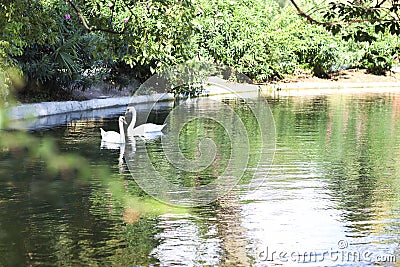 Couple of the swans on a lake Stock Photo