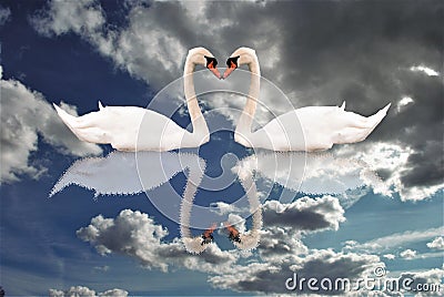 Couple of swans in love reflected in the sky with clouds Stock Photo