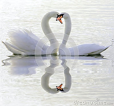 Couple of swans in love Stock Photo