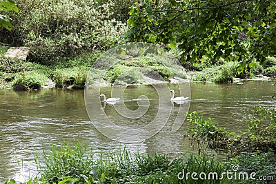 Couple of swans meandering down a river Stock Photo