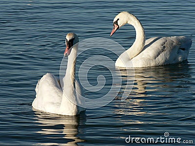 Couple of Swans Stock Photo