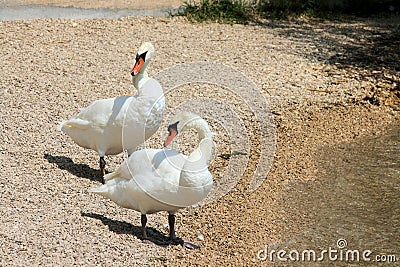 Couple of swans Stock Photo