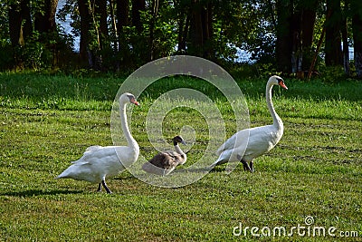 Couple of swans with swan chick walking on a green meadow, trees and lake in the background Stock Photo