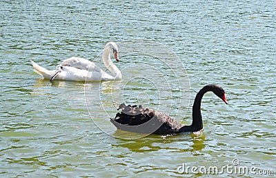 Couple of swans Stock Photo