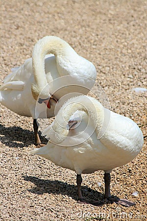 Couple of swans Stock Photo