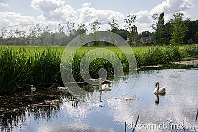 Couple of Swans with young swimming in a canal through the farm fields Stock Photo