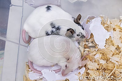 A couple of tame pets, mice, old white albino and young spotted mouse living together in a cage, they are friends Stock Photo