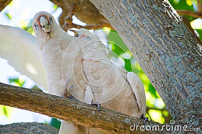 Couple Tanimbar corella cockatoo birds with the romantic moment on the tree at Brighton-Le-Sands park, Sydney, Australia. Stock Photo