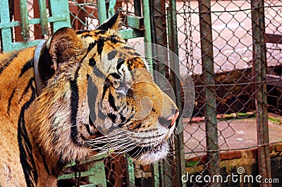 Big Tiger head in captivity. Stock Photo