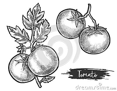 Couple of tomato fetus on stem. Sketch of plant Vector Illustration