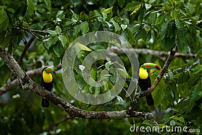 Couple of toucans hidden in the forest. Pair of bird on the tree. Toucan sitting on the branch in forest, green vegetation, Costa Stock Photo