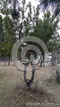 Couple of trees intertwined Stock Photo