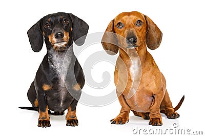 Couple of two dachshund or sausages dogs Stock Photo