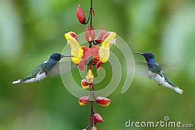 Couple of two hummingbirds White-necked Jacobin in the fly Stock Photo