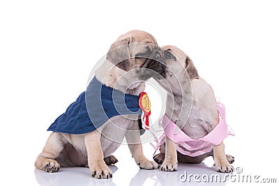 Couple of two pugs in costumes kissing on white background Stock Photo