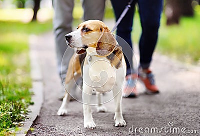 Couple walking with Beagle dog wearing in collar and leash in the summer park Stock Photo