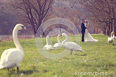 Couple walking in a park surrounded by swans Stock Photo