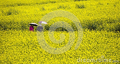 A couple walking in yellow field rapeseed in Luoping Stock Photo