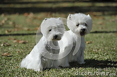 Couple of West Highland Wihte Terrrier dog purebred Stock Photo