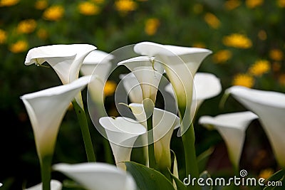 Couple White calla lily Stock Photo