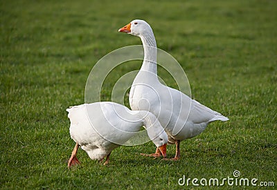 Couple of white house gooses Stock Photo