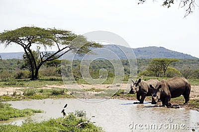 Two white rhinos in a NP, Africa Stock Photo