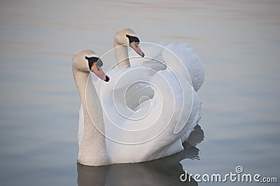Couple of the white swans Stock Photo