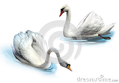 Couple of white swans, Cartoon Illustration