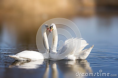 Couple of white swans Stock Photo