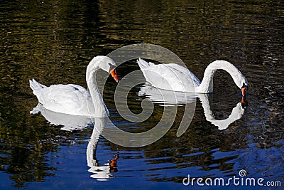 Couple of white swans Stock Photo