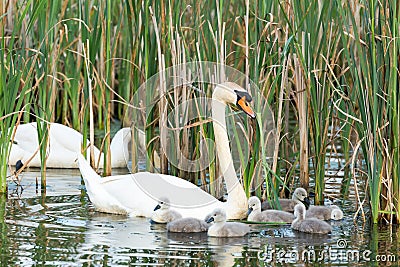 Couple white swans with youngs Stock Photo