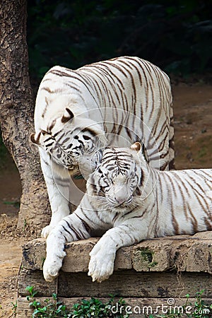 Couple white tigers whispering Stock Photo