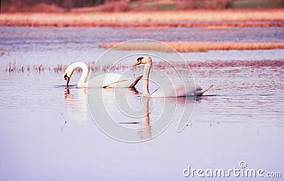 A couple of wild white swans in the natural reserve in the Canton of Zurich in Switzerland, shot with analogue film photography - Stock Photo