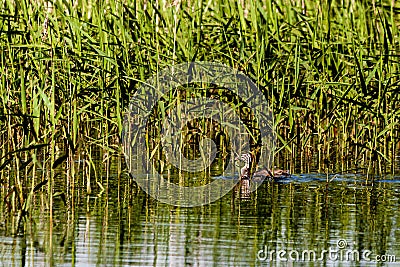 Couple of young grebes on Harthill ponds. Stock Photo