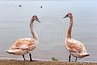 Couple of young swans Stock Photo