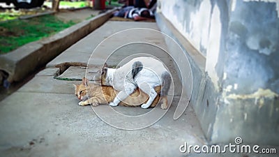 Couples De L Accouplement De Chats Cat Tigre Dans La Maison Banque De Videos Video Du Asie Animaux