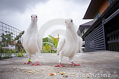 couples of white feather speed racing pigeon feeding on home loft roof Stock Photo