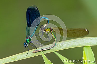 Coupling of dragonflies on a river bank Stock Photo