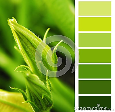 Courgette green color chart Stock Photo