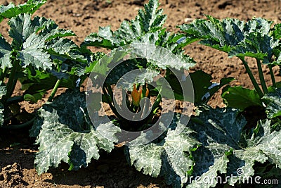 Courgette plants Stock Photo