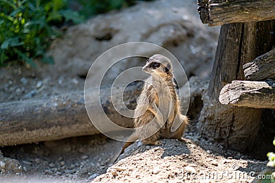 Courious Meerkat sitting on sunny warm sand in Bratislava Zoo Stock Photo