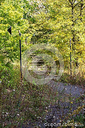 Back to nature, overgrown stairway in the forest Stock Photo