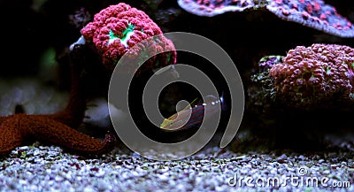 Court Jester Goby - Koumansetta rainfordi Stock Photo