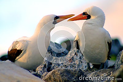 Courting Boobies Stock Photo