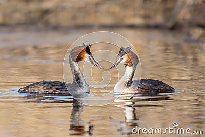 Courting great crested grebes Podiceps cristatus, Italy Stock Photo