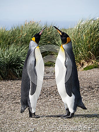 Courting King Penguins Stock Photo