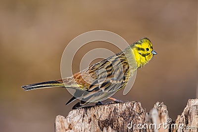 Courting step Stock Photo