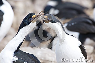Blue-eyed cormorants or blue-eyed shags on New Island, Falkland Islands Stock Photo